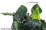 Anubias Nana Potted_Aquarium Plant_Aquarium PLants for sale