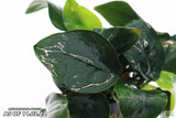 Anubias Nana Potted_Aquarium Plant_Aquarium PLants for sale