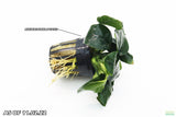 Anubias Nana Potted_Aquarium Plant_Aquarium PLants for sale