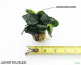 Anubias Nana Potted_Aquarium Plant_Aquarium PLants for sale