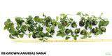 Anubias Nana_Anubias_Aquarium Plant_Aquarium Plants for Sale