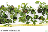 Anubias Nana_Anubias_Aquarium Plant_Aquarium Plants for Sale