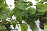 Anubias Nana_Anubias_Aquarium Plant_Aquarium Plants for Sale