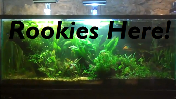 Beginner 2024 planted tank