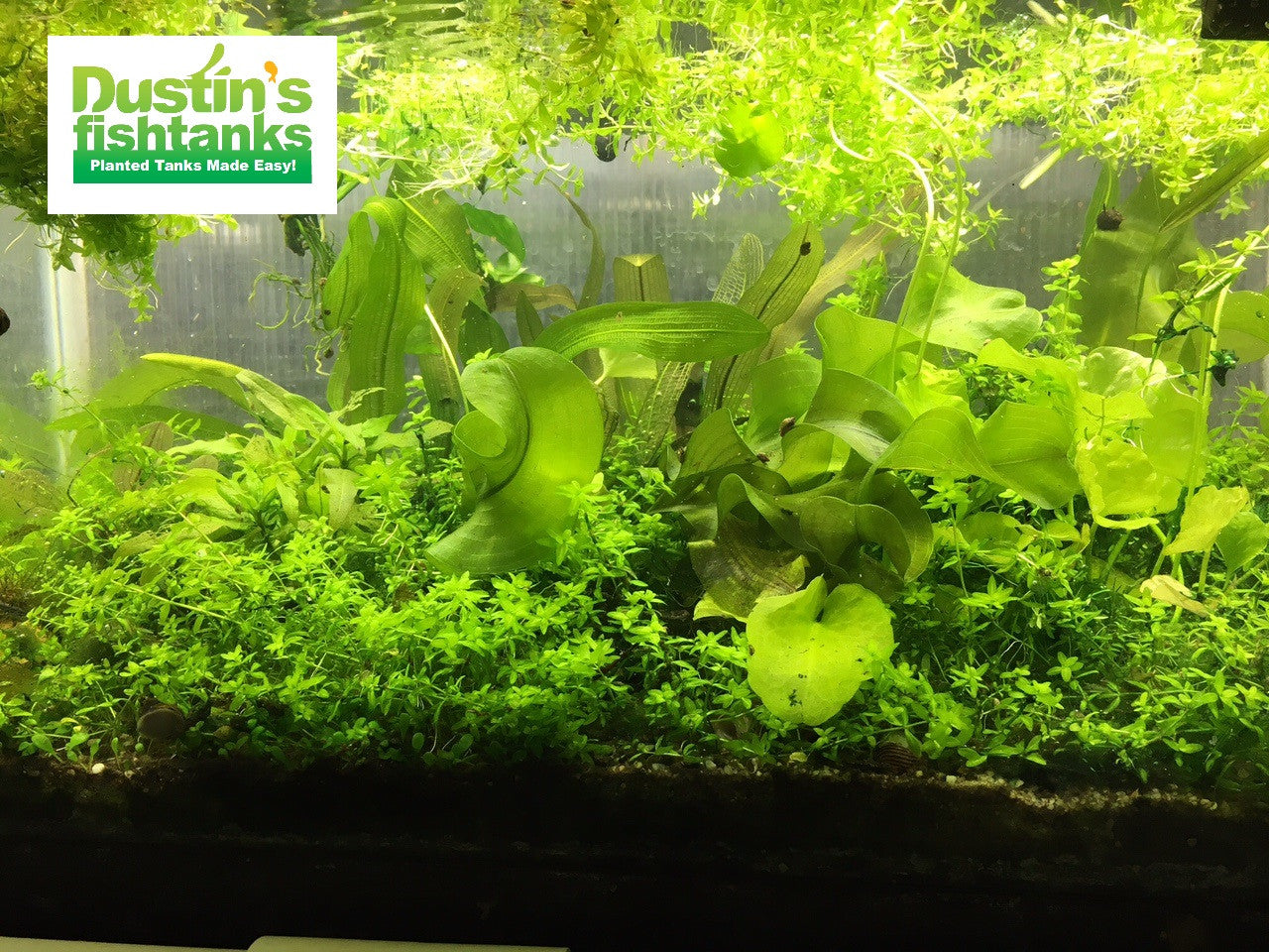 Baby Tears Carpeting Foreground Plant Micranthemum umbrosum DustinsFishtanks