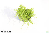 Baby Tears Monte Carlo_Carpeting Aquarium Plant_Foreground Plant