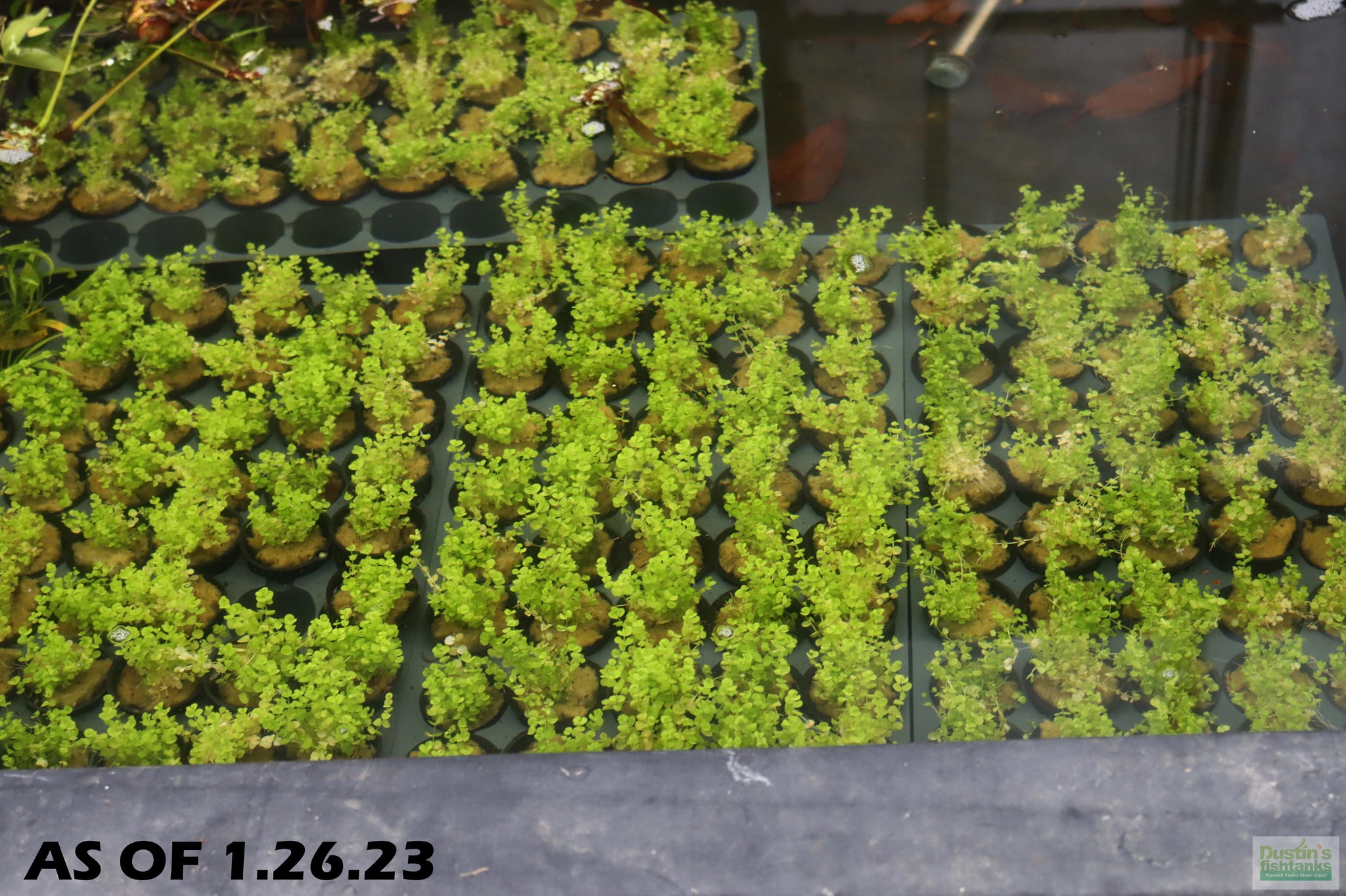 Baby Tears - Carpeting Foreground Plant (Micranthemum umbrosum) –  DustinsFishtanks
