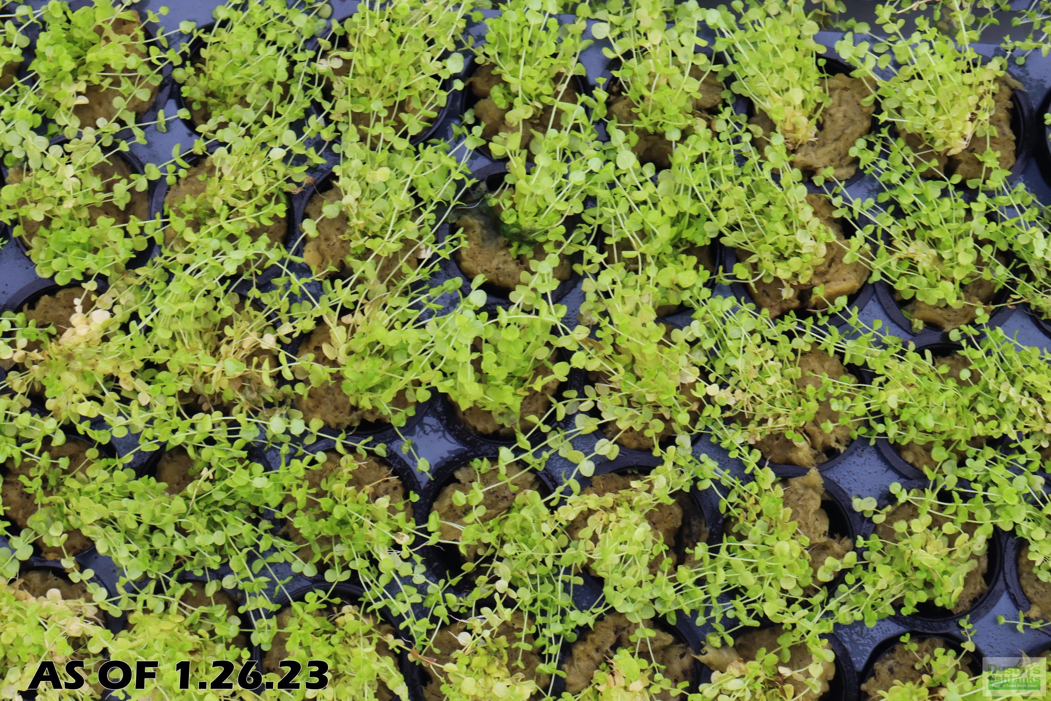 Baby tears aquarium plant care best sale
