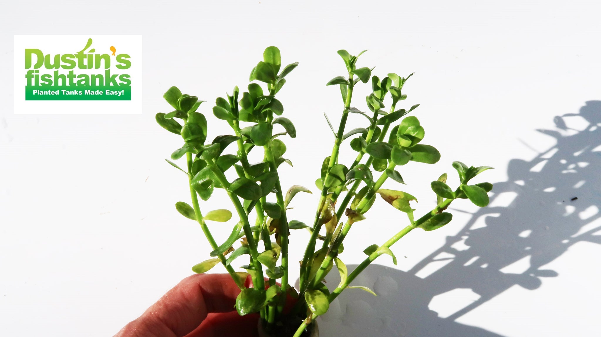 Moneywort.... Bacopa Monnieri (HARDY, EASY Stem Plant) – DustinsFishtanks