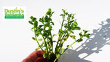 Bacopa Monnieri for sale on Dustin's Fishtanks