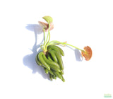 Banana Plant Nymphoides Aquatica Easy Beginner Plant_Aquarium Plant For Sale_Aquarium Plants For sale_Banana plant_Banana plants_Bananas