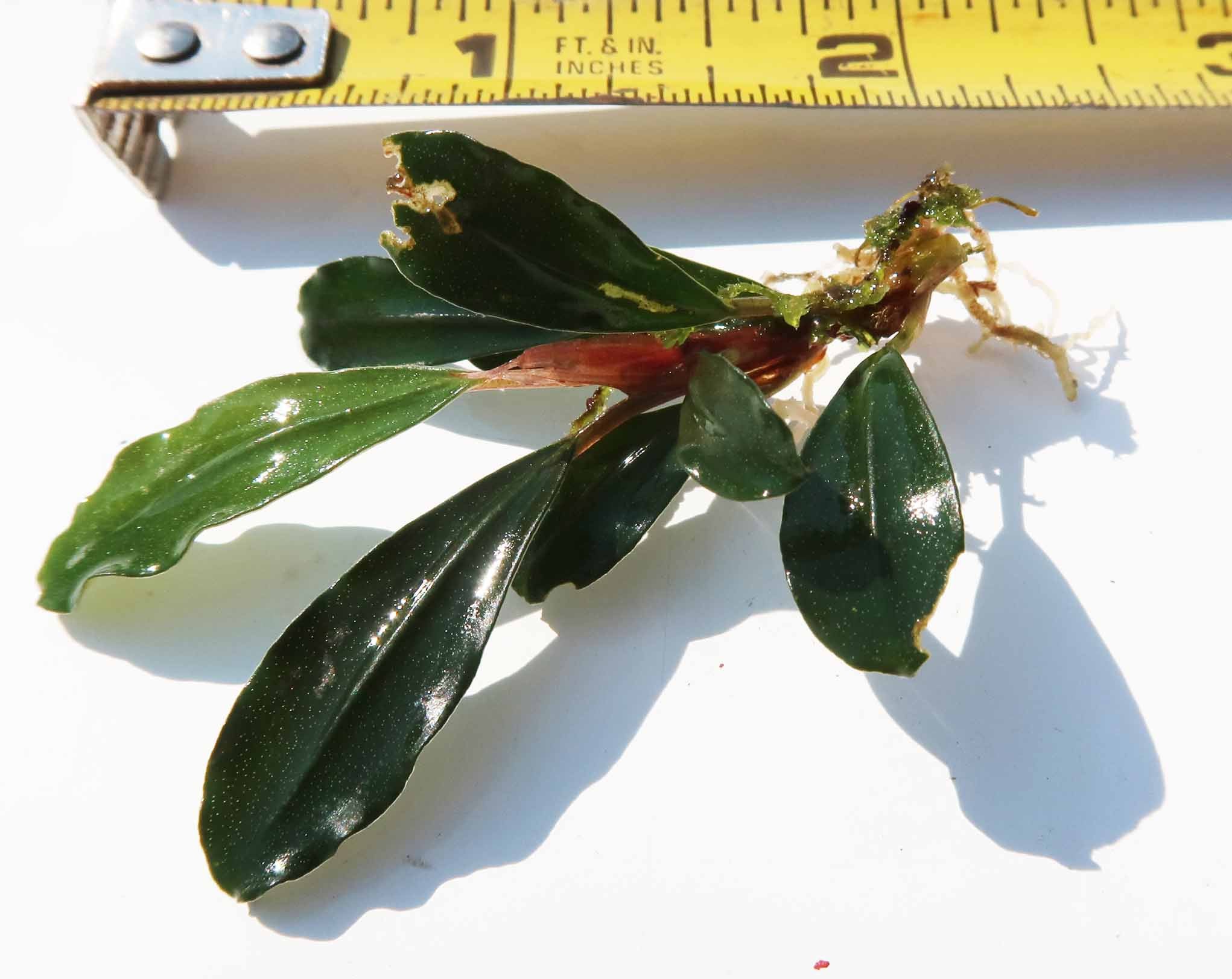 Bucephalandra sp Diamond dust ブセファランドラダイヤモンドダスト、