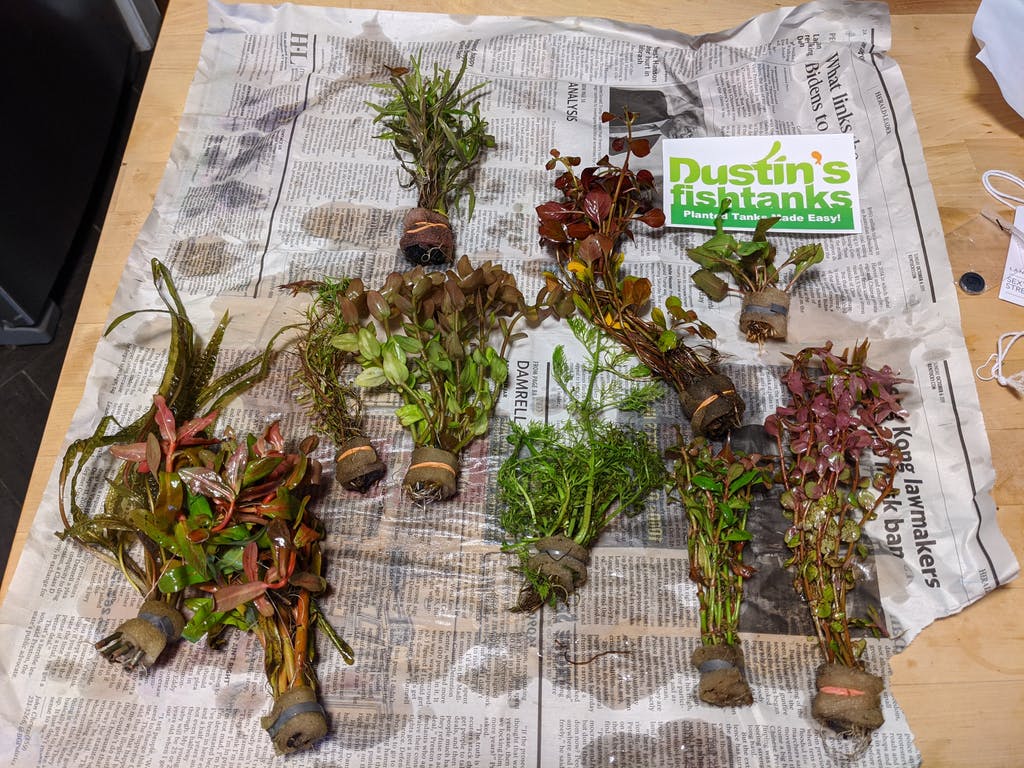 buy fish tank plants online Our Best Selling “Beautiful Plants