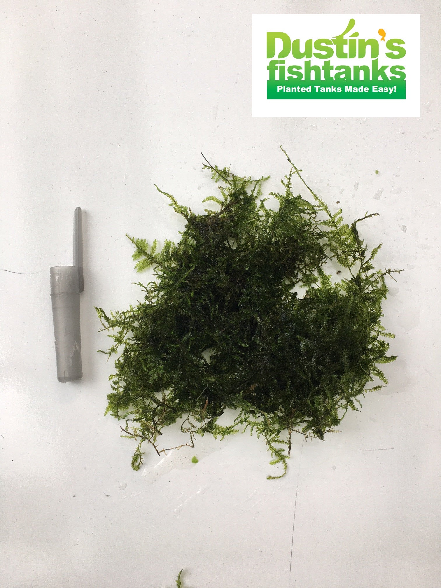 AdventBotany 2021 – Day 9 - Christmas moss - Herbarium RNG