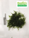 Christmas moss portion for sale on Dustins Fishtanks