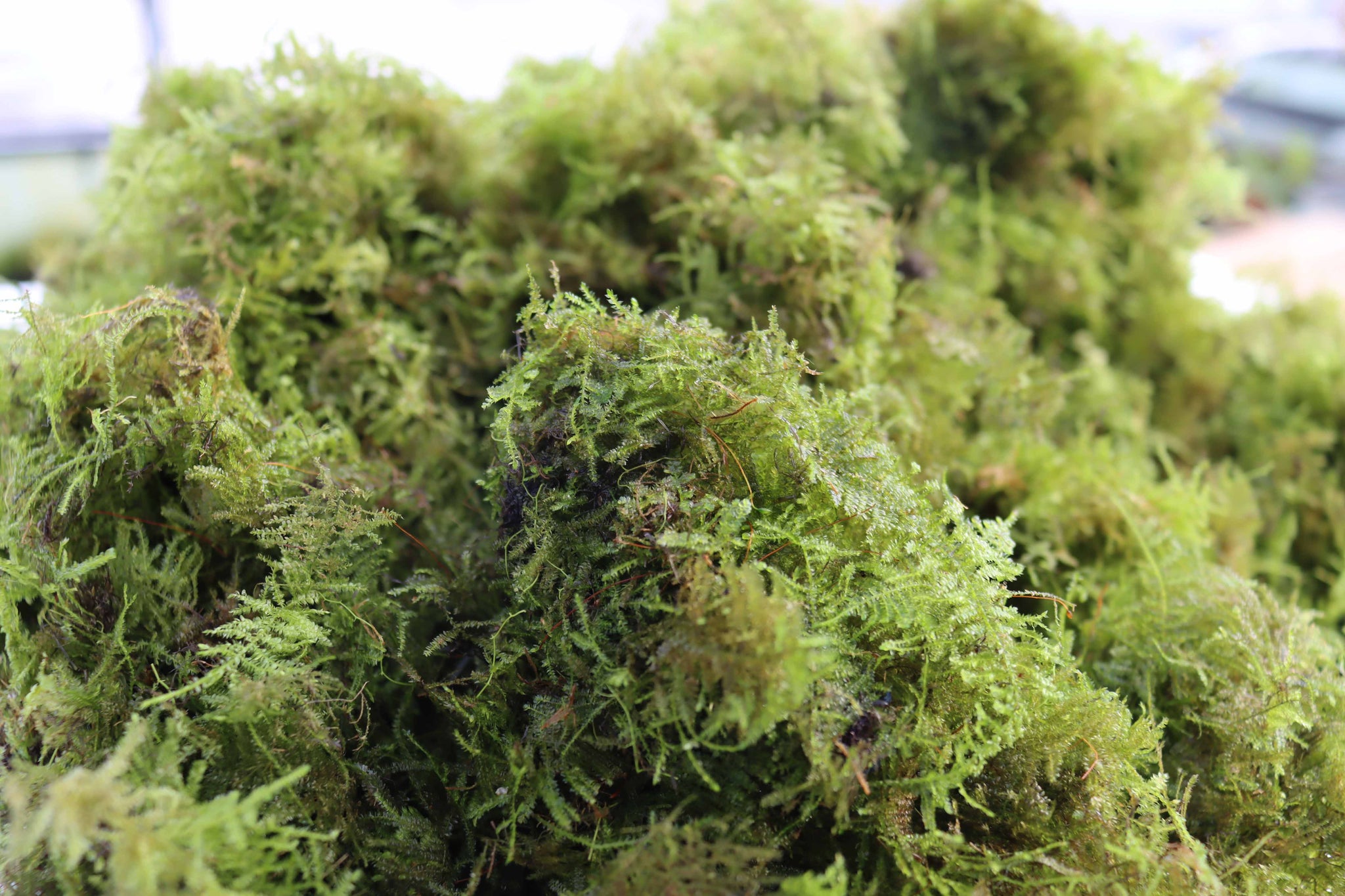 Christmas Moss -Versicularia daubenyana – DustinsFishtanks