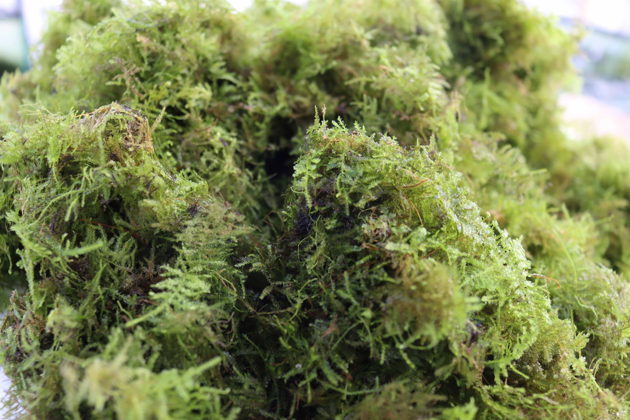 Christmas Moss -Versicularia daubenyana – DustinsFishtanks