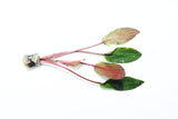 Cryptocoryne Albida_Crypts_Aquarium PLant_Aquarium PLants for sale