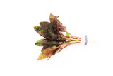 Cryptocoryne beckettii