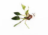 CRYPTOCORYNE MIOYA (Foreground Crypt)