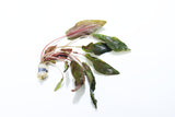 Cryptocoryne Tropica_Crypt_Crypts_Aquarium Plant For Sale