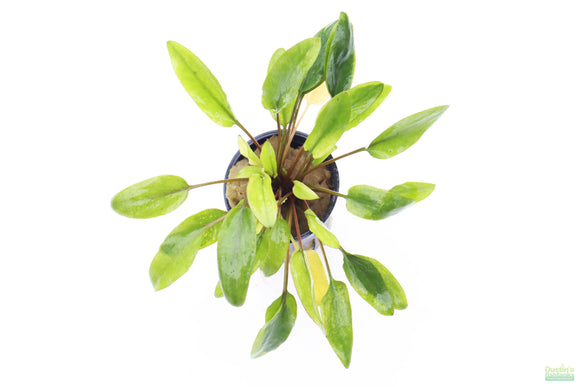 Crypt Wendtii Hybrid_Cryptocoryne_Aquarium plants for sale_Aquarium Plant