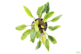 Crypt Wendtii Hybrid_Cryptocoryne_Aquarium plants for sale_Aquarium Plant