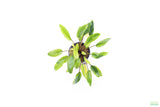 Crypt Wendtii Hybrid_Cryptocoryne_Aquarium plants for sale_Aquarium Plant
