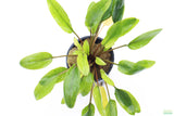 Crypt Wendtii Hybrid_Cryptocoryne_Aquarium plants for sale_Aquarium Plant