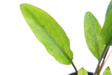 Crypt Wendtii Hybrid_Cryptocoryne_Aquarium plants for sale_Aquarium Plant