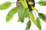 Crypt Wendtii Hybrid_Cryptocoryne_Aquarium plants for sale_Aquarium Plant