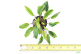 Crypt Wendtii Hybrid_Cryptocoryne_Aquarium plants for sale_Aquarium Plant
