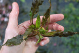 Cryptocoryne Tropica