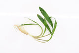 Cryptocoryne Albida_Crypts_Aquarium PLant_Aquarium PLants for sale