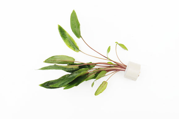 Cryptocoryne Becketii Petchii_Crypt_Crypts_Aquarium plants for sale_aquarium plant