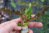 Cryptocoryne Tropica