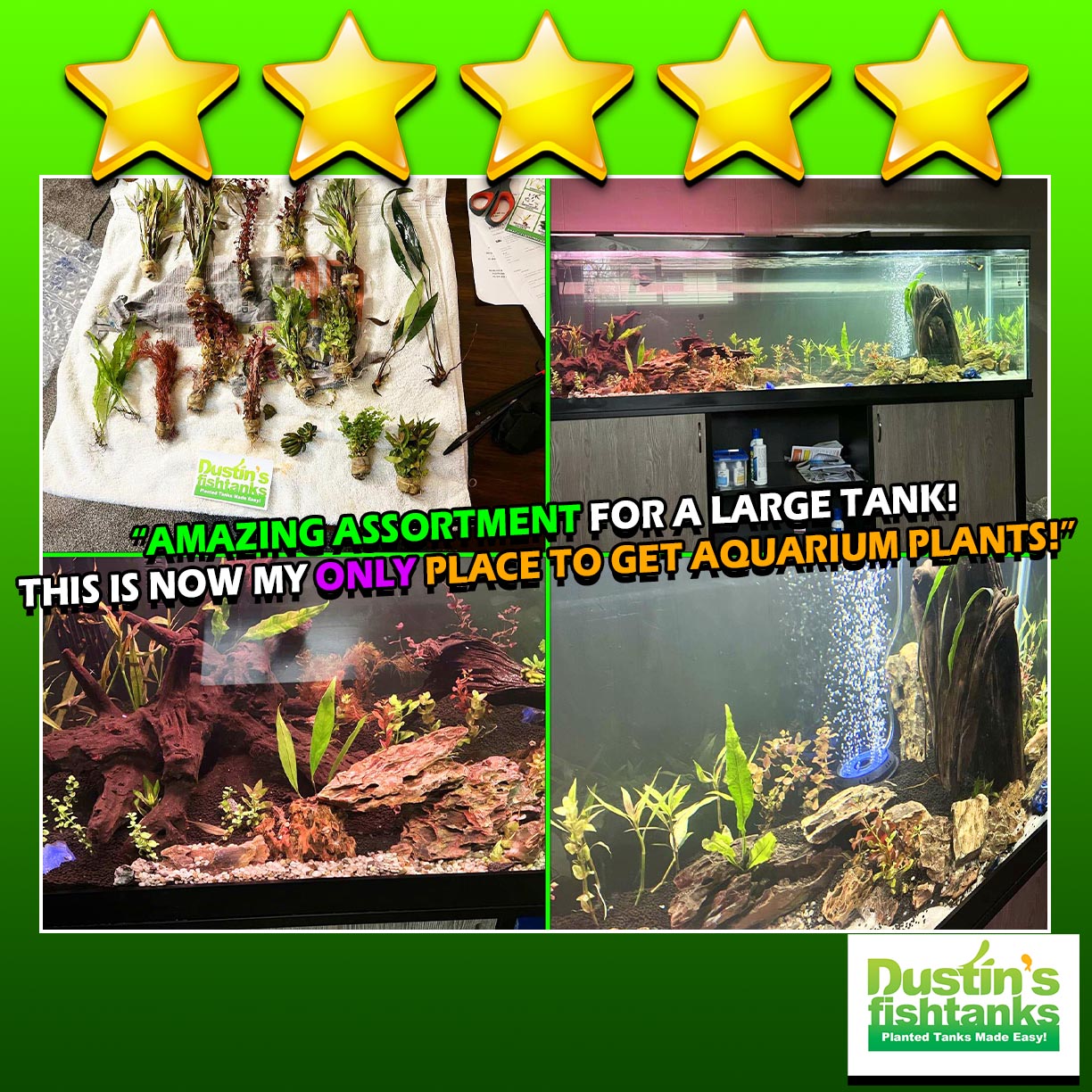 D's Standard Aquarium Plant Combo Plant Pack (BEST VALUE) – DustinsFishtanks