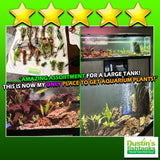 D's Standard Aquarium Plant  Combo Plant Pack (BEST VALUE)