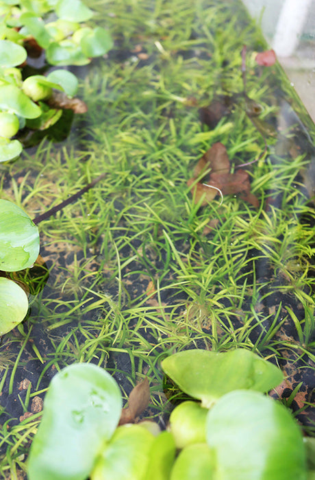 Sagittaria for ponds - Aquatic Plants - Aquarium World