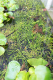Dwarf Sagittaria Subulata (Easiest Foreground Plant) BF23 POTS ONLY