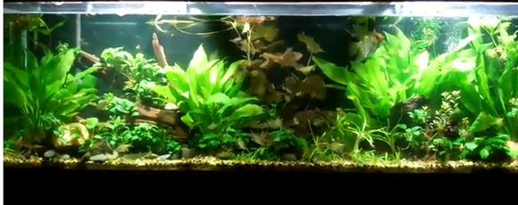 Dustin's Fishtanks - Aquarium Plants for sale - Planted tank made