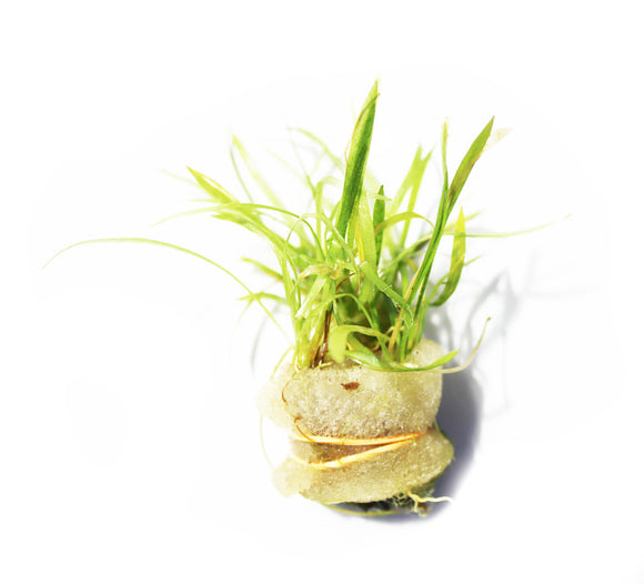 Dwarf Chain Sword (Echinodorus tenellus)