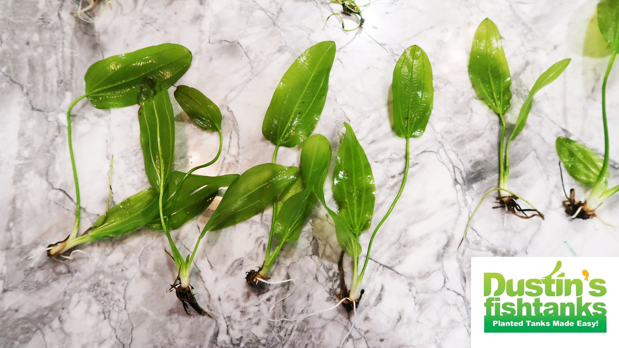 Small Exotic Amazon Sword EASY Low Light Aquarium Plant DustinsFishtanks