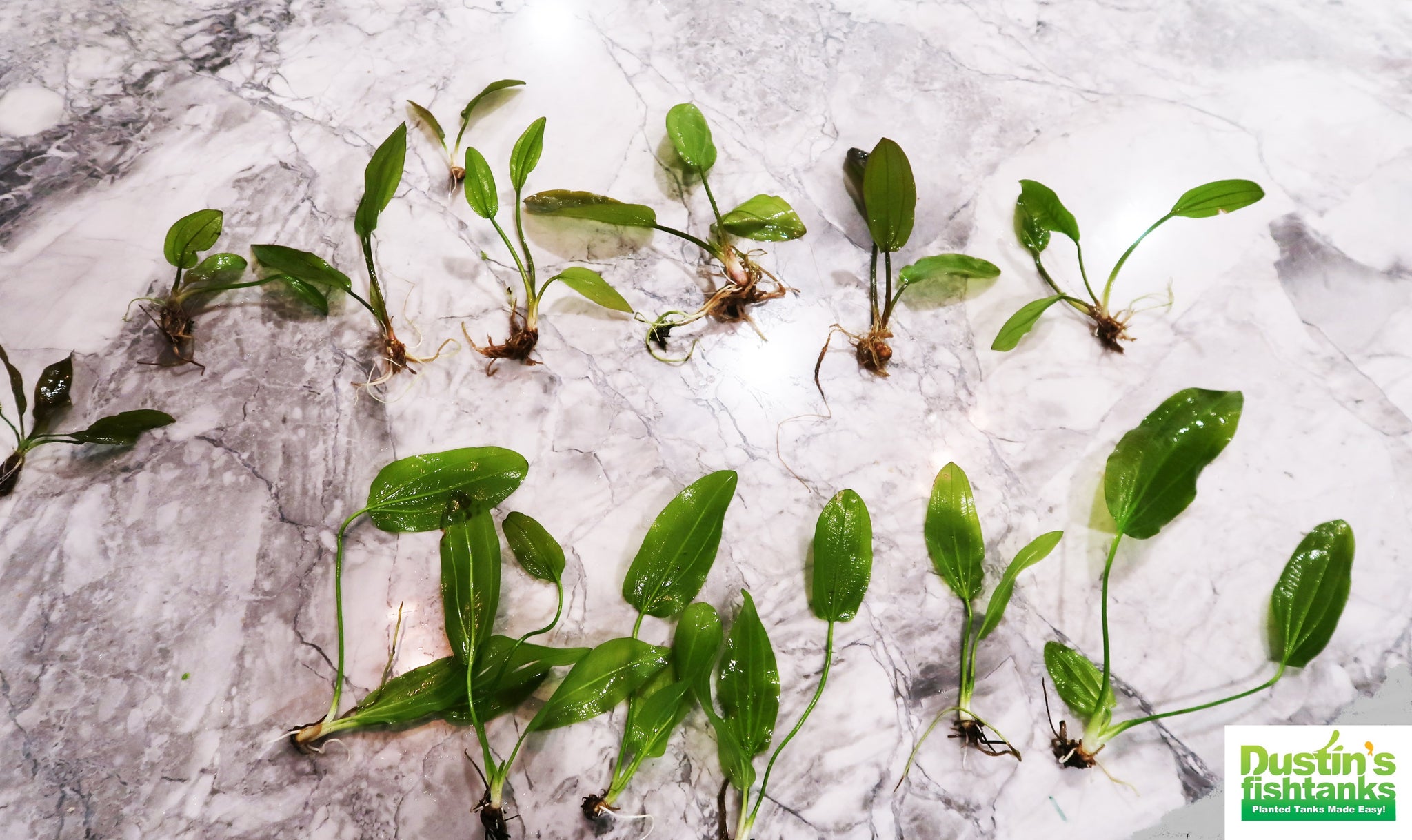 exotic plant seeds amazon Small Exotic Amazon Sword- EASY Low Light Aquarium Plant – DustinsFishtanks