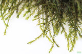 Fissidens Moss_Mosses_Aquarium Moss_Aquarium plants for sale