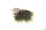 Fissidens Moss_Mosses_Aquarium Moss_Aquarium plants for sale