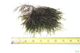 Fissidens Moss_Mosses_Aquarium Moss_Aquarium plants for sale