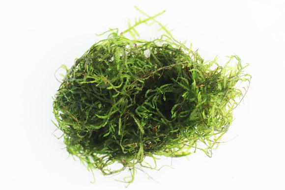 Flame Moss (Taxiphyllum Flame) Aquarium Moss For Sale. Aquarium Plant For Sale. Portion size. Flame moss on white. 