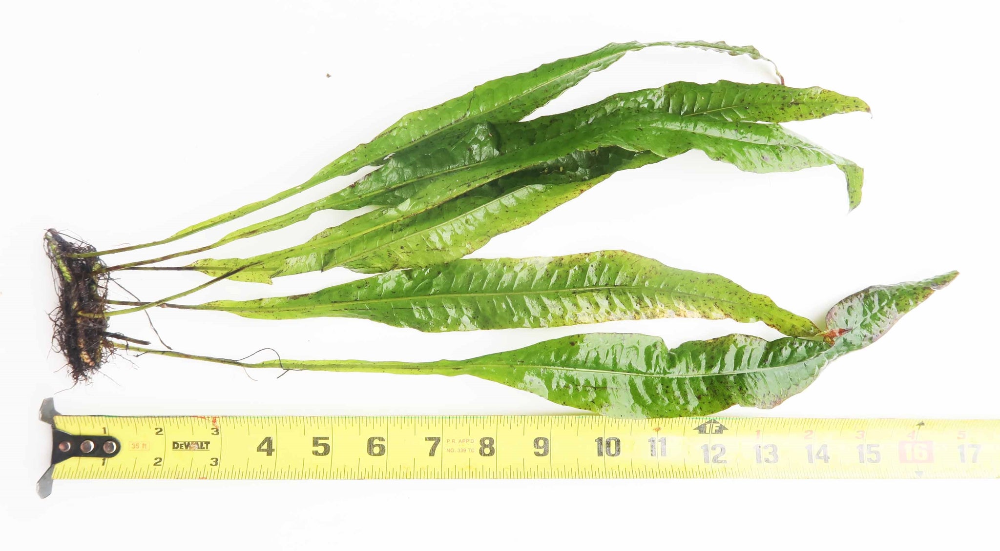 Java Fern. (Regular) 6 Inches – DustinsFishtanks