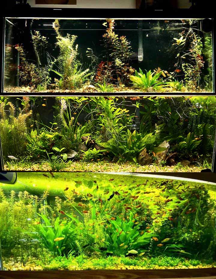 planted tank fertilizer A+ "Must Have for Planted Tanks" Plant Booster GROWTH JUICE- (Our OWN – DustinsFishtanks